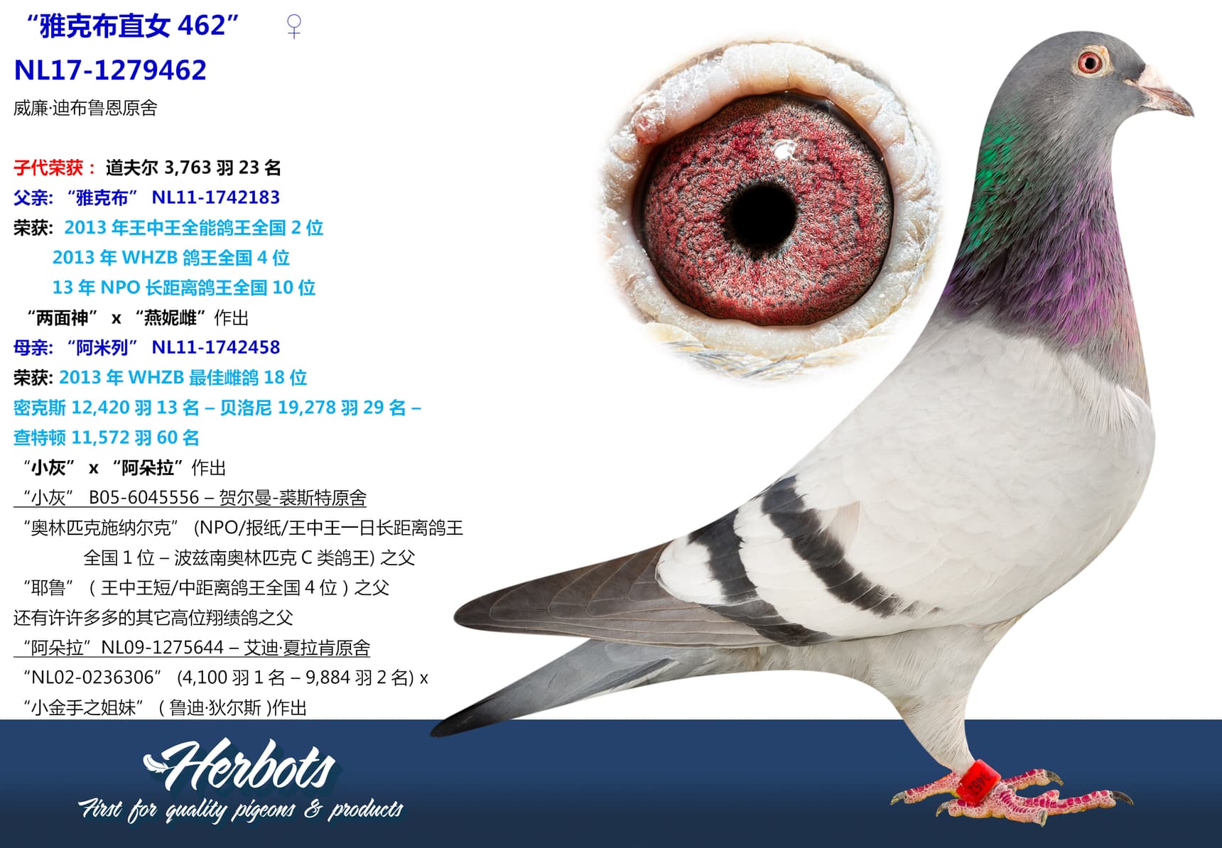 pigeon: undefined