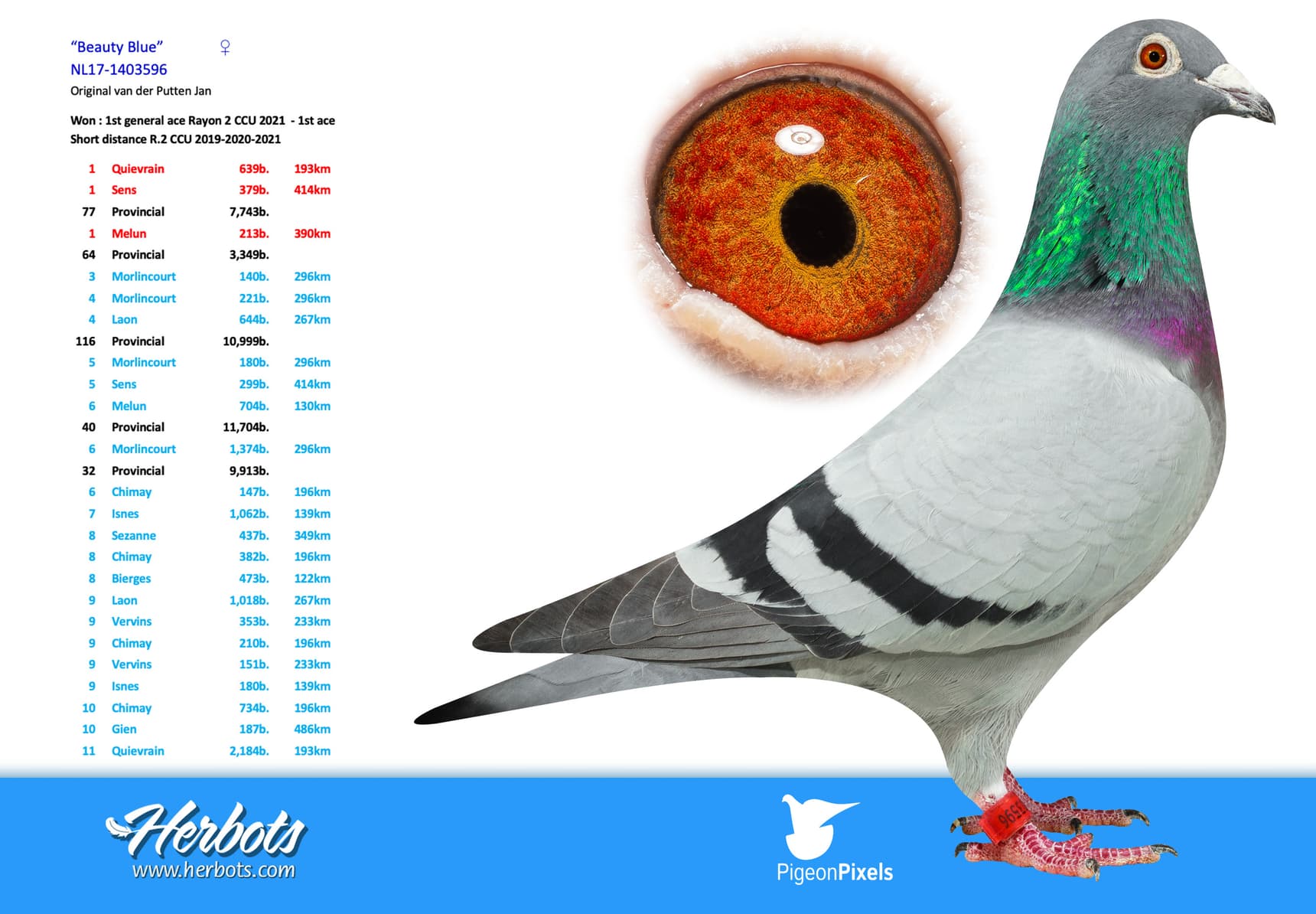 pigeon: undefined