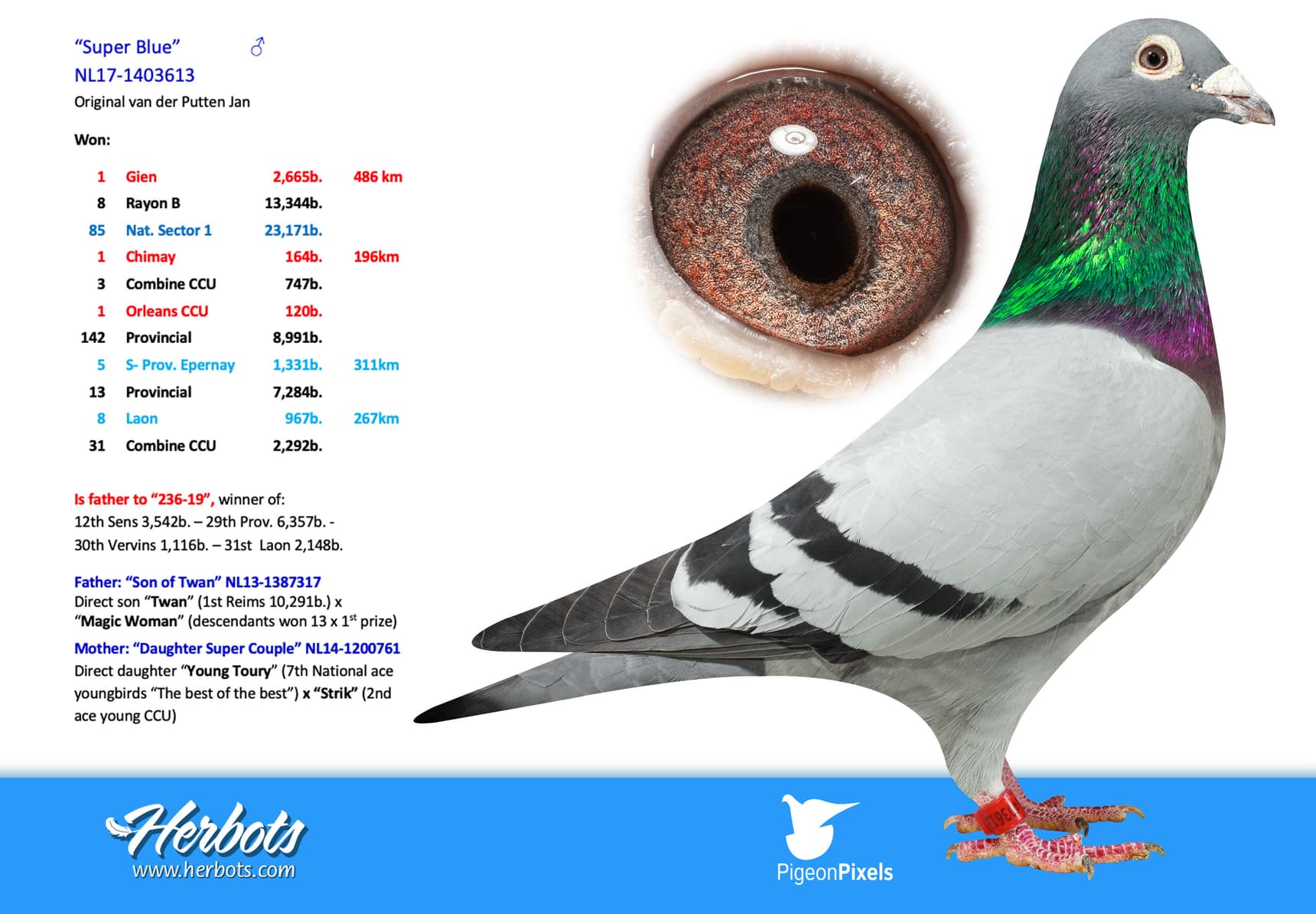 pigeon: undefined