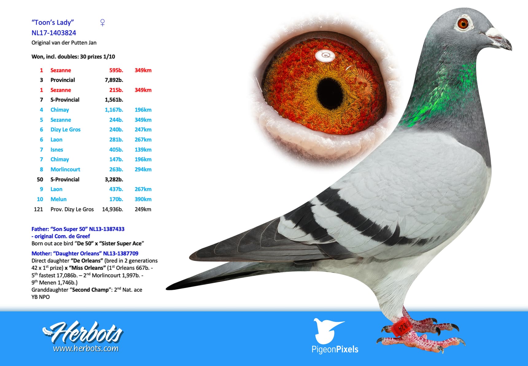 pigeon: undefined