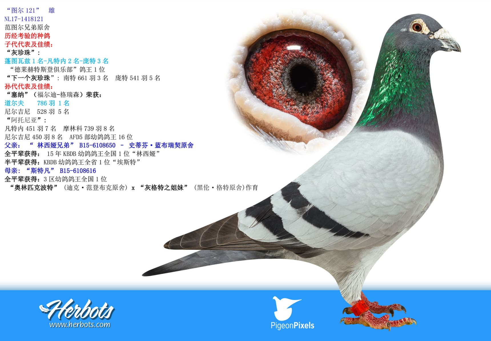 pigeon: undefined