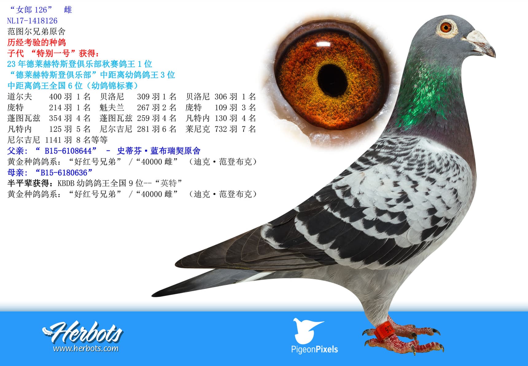 pigeon: undefined