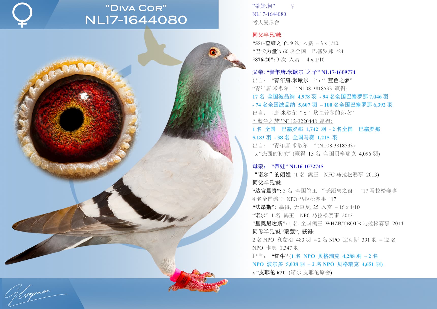 pigeon: undefined