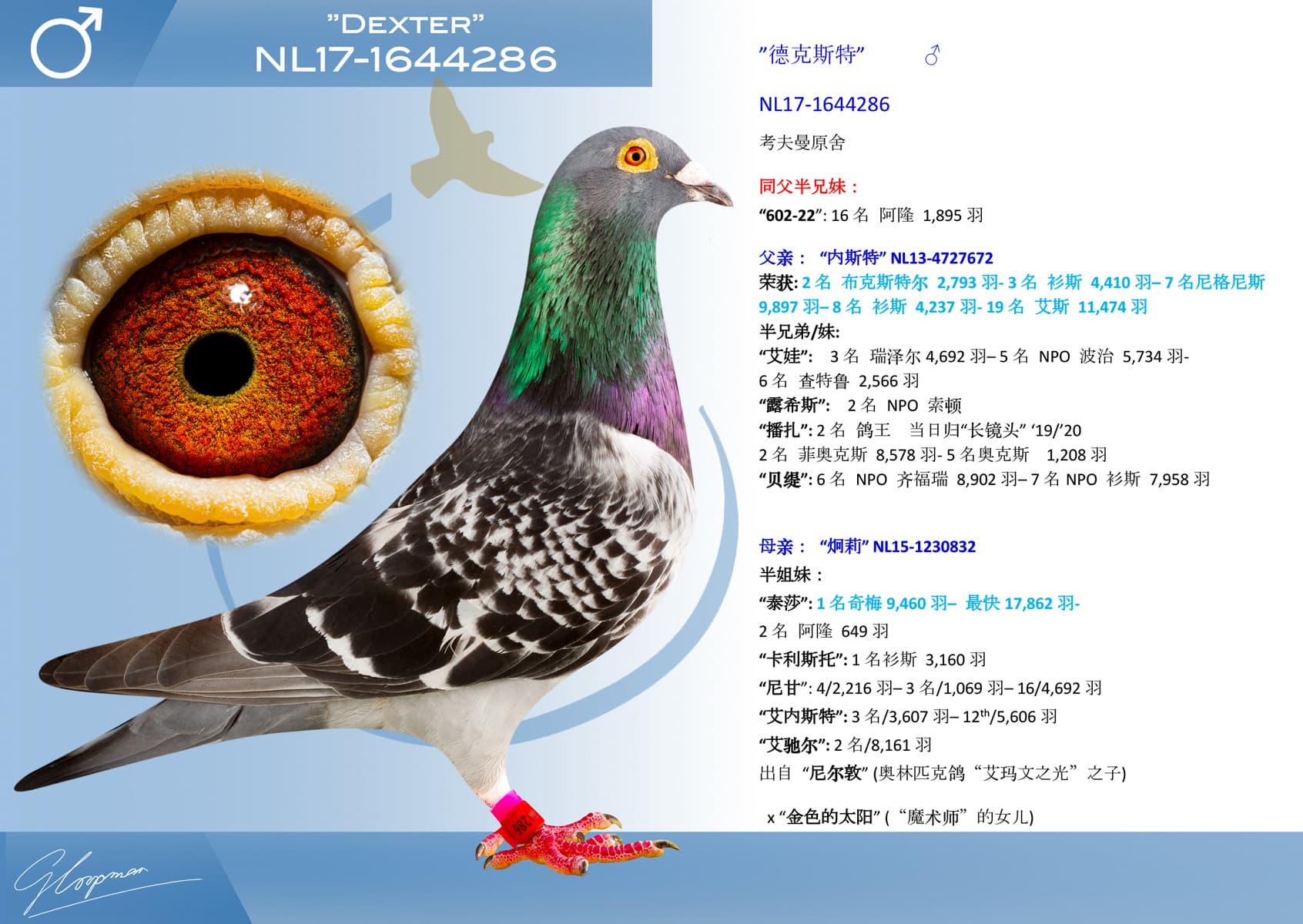 pigeon: undefined