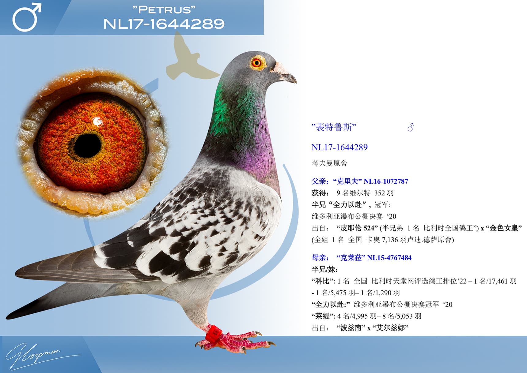 pigeon: undefined