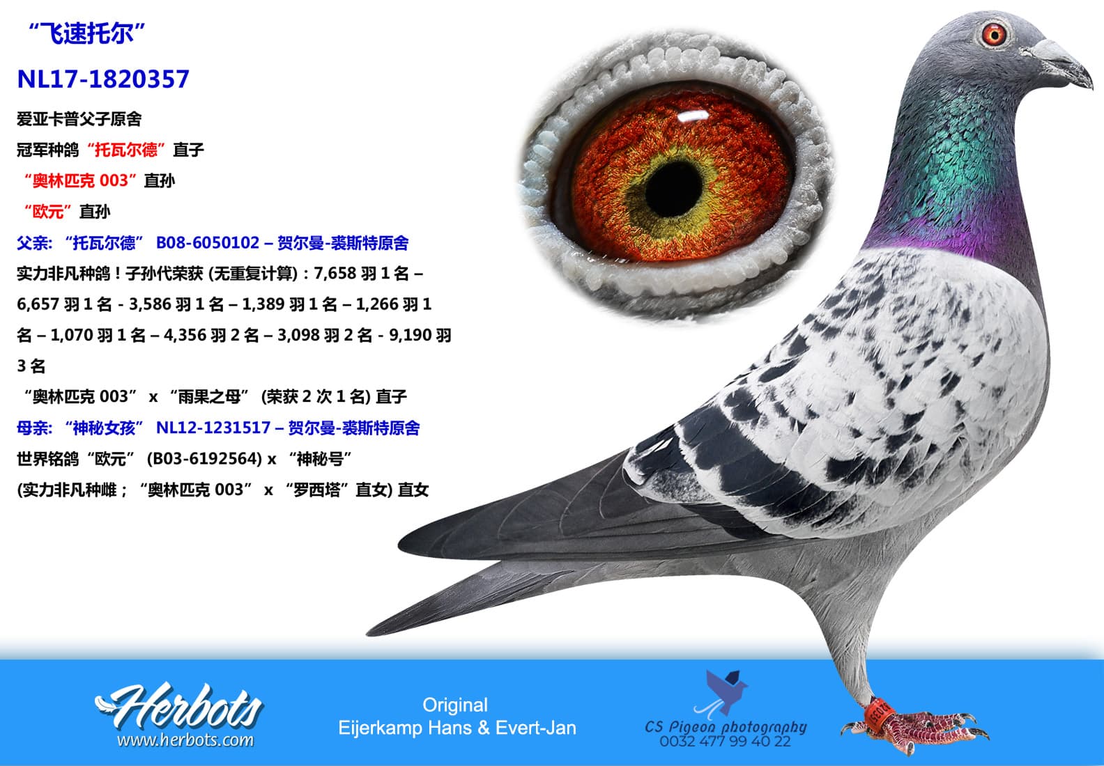 pigeon: “飞速托尔”