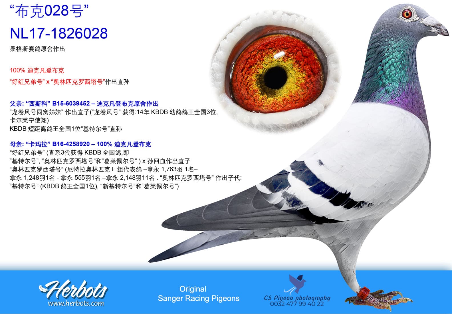 pigeon: undefined