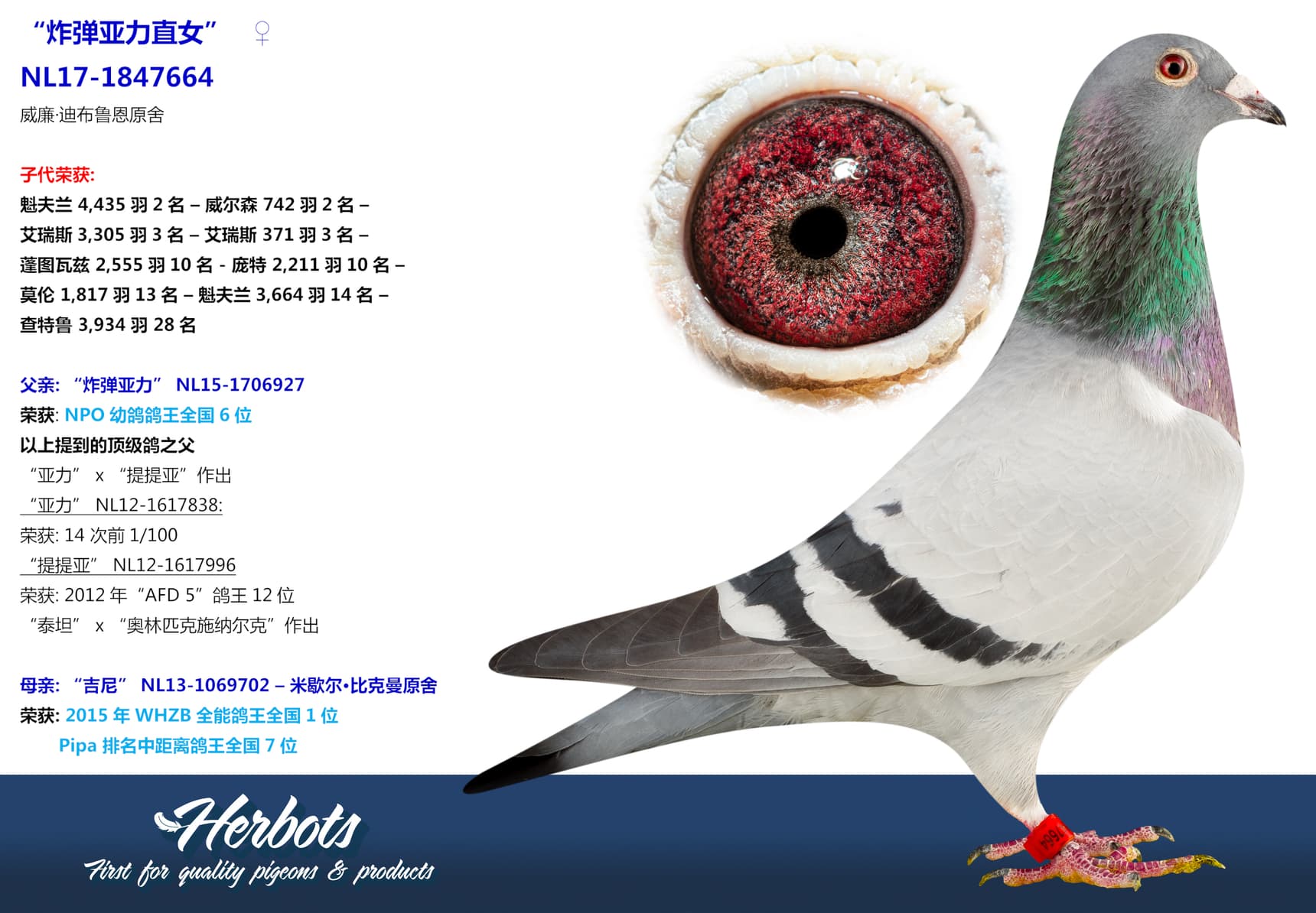 pigeon: “炸弹亚力直女”