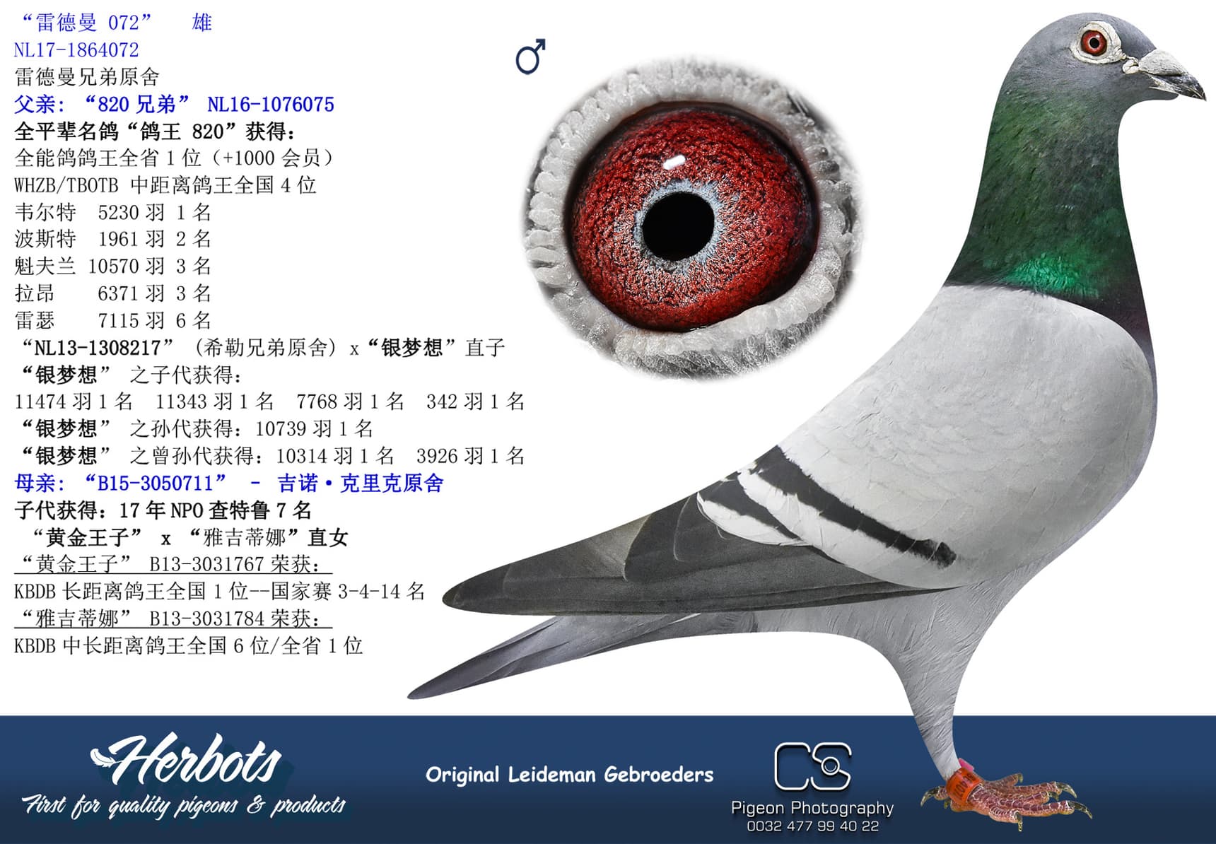 pigeon: “雷德曼 072”