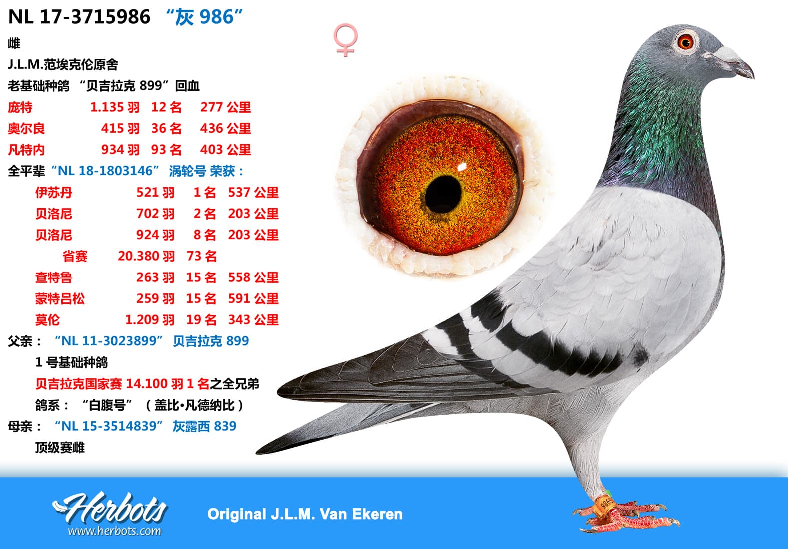pigeon: “灰 986”