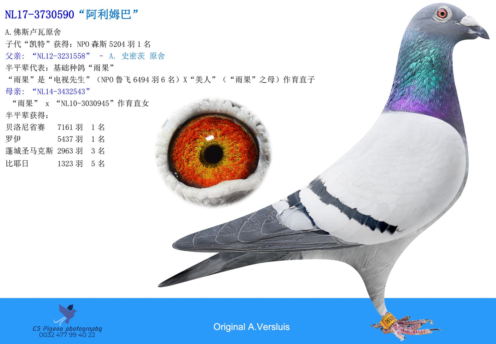 pigeon: “阿利姆巴”