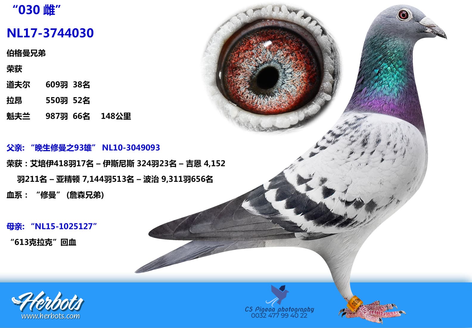 pigeon: “030雌”