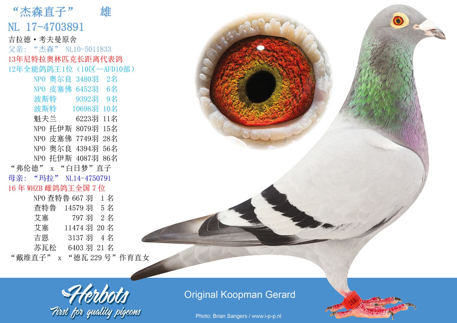 pigeon: undefined