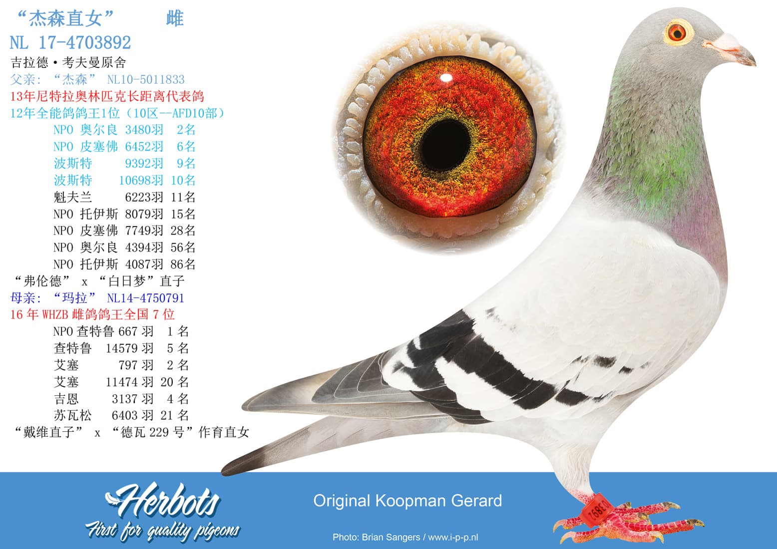 pigeon: undefined