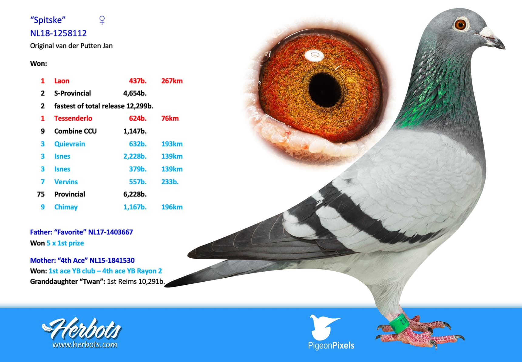 pigeon: “Spitske”