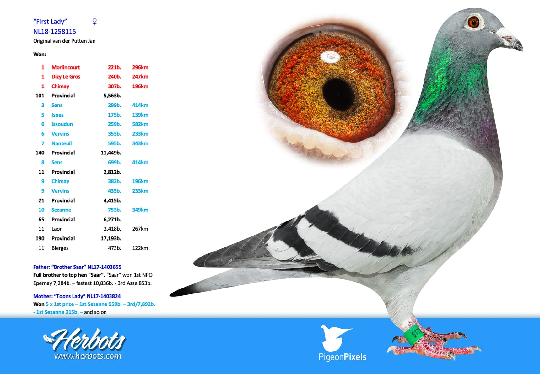 pigeon: undefined