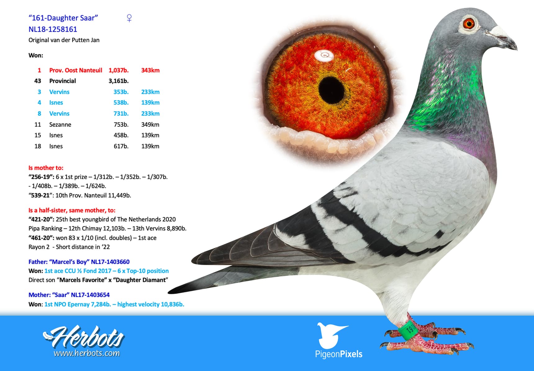 pigeon: undefined