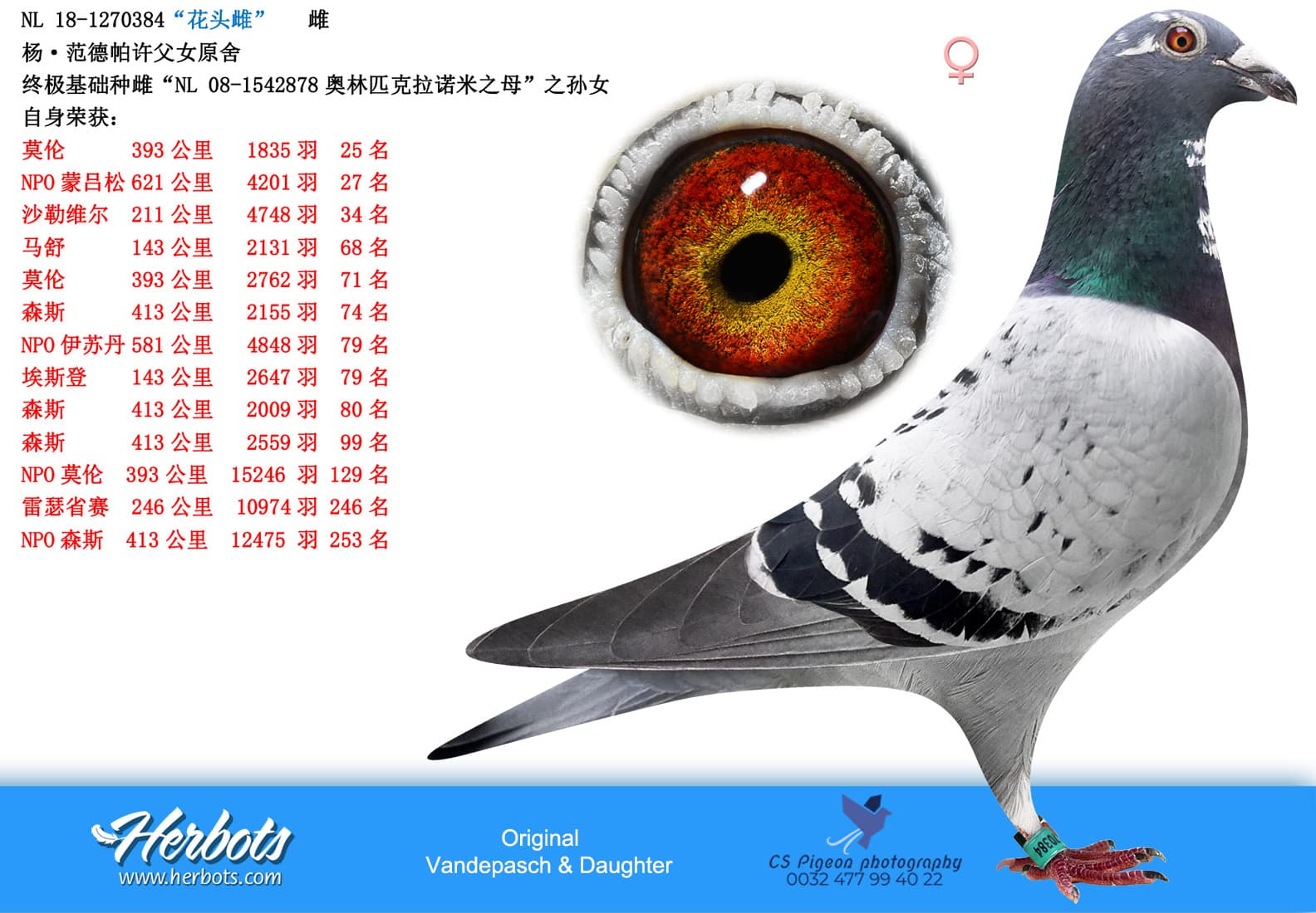 pigeon: undefined