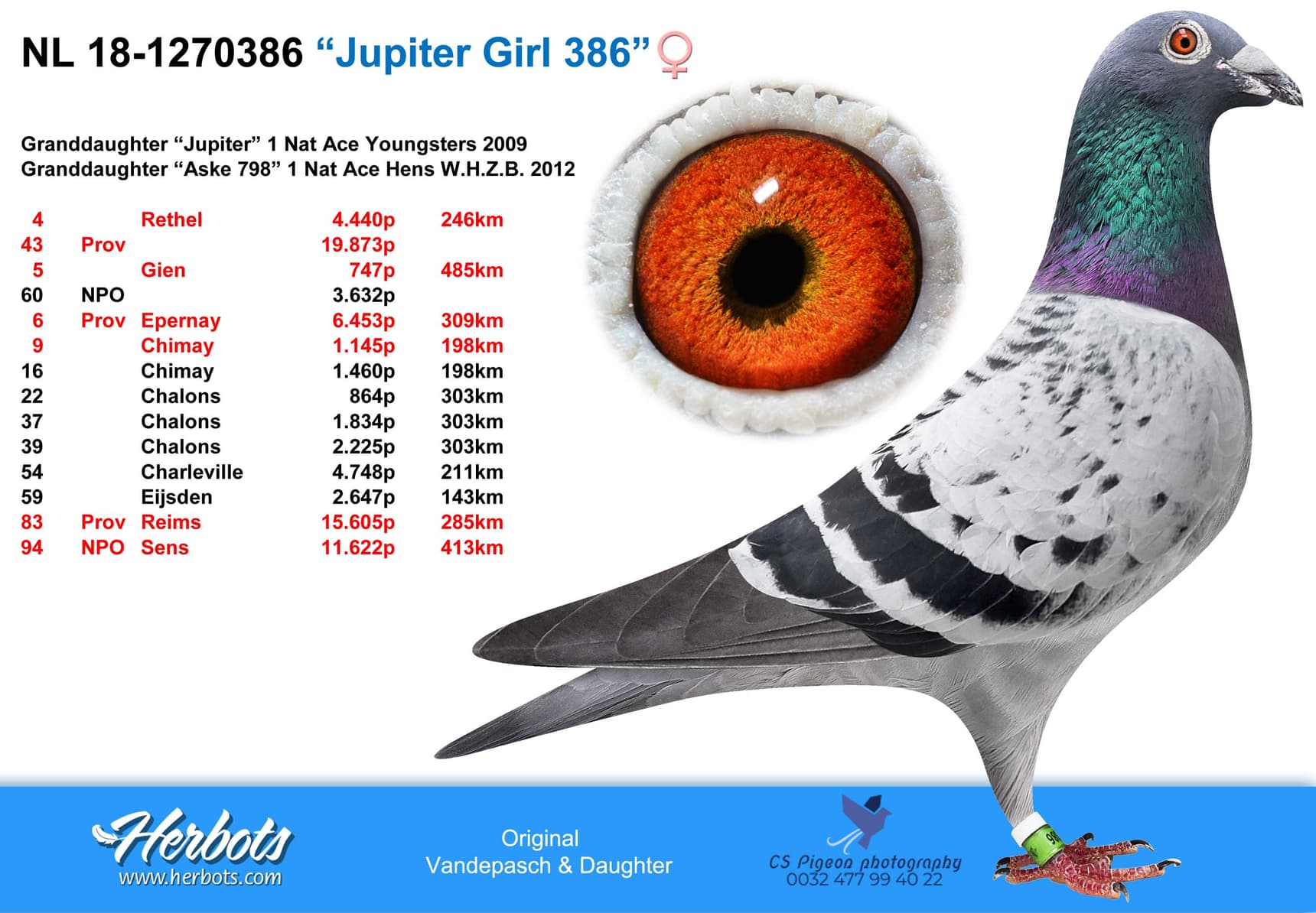 pigeon: “Jupiter Girl 386”