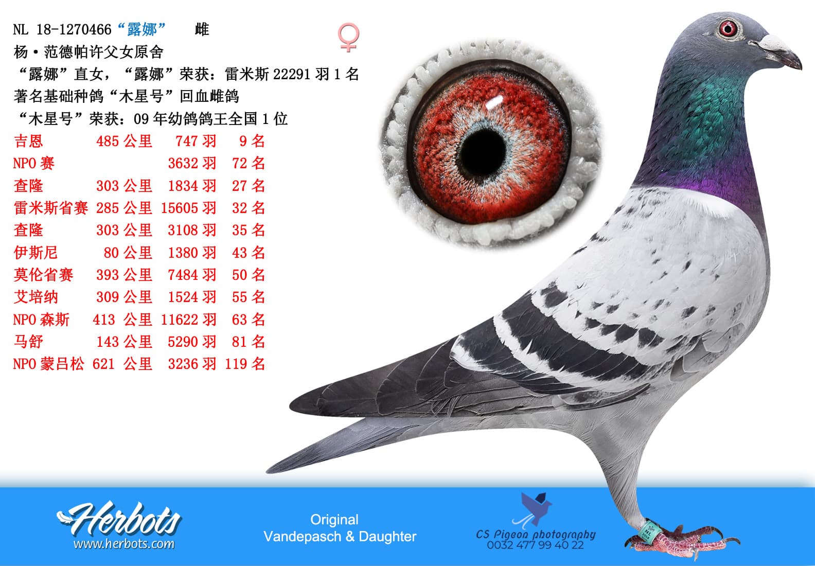 pigeon: undefined
