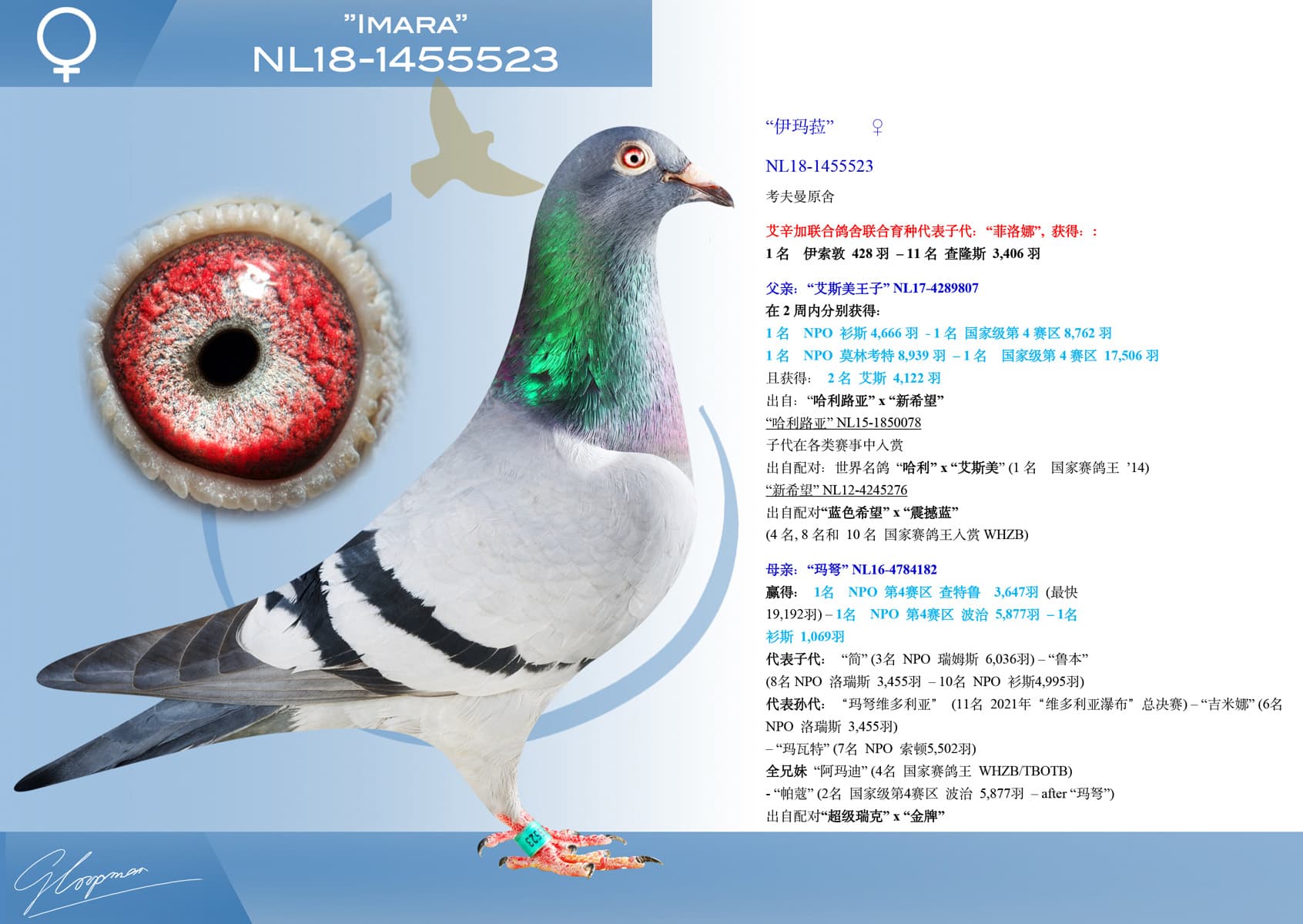 pigeon: undefined