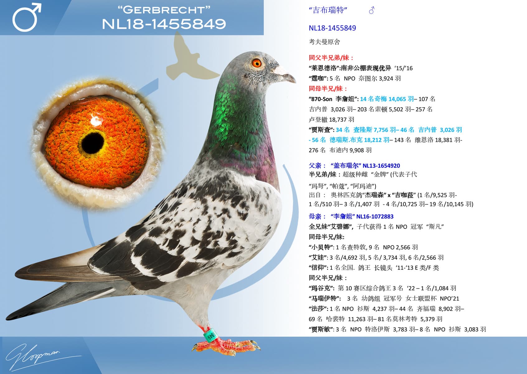 pigeon: undefined