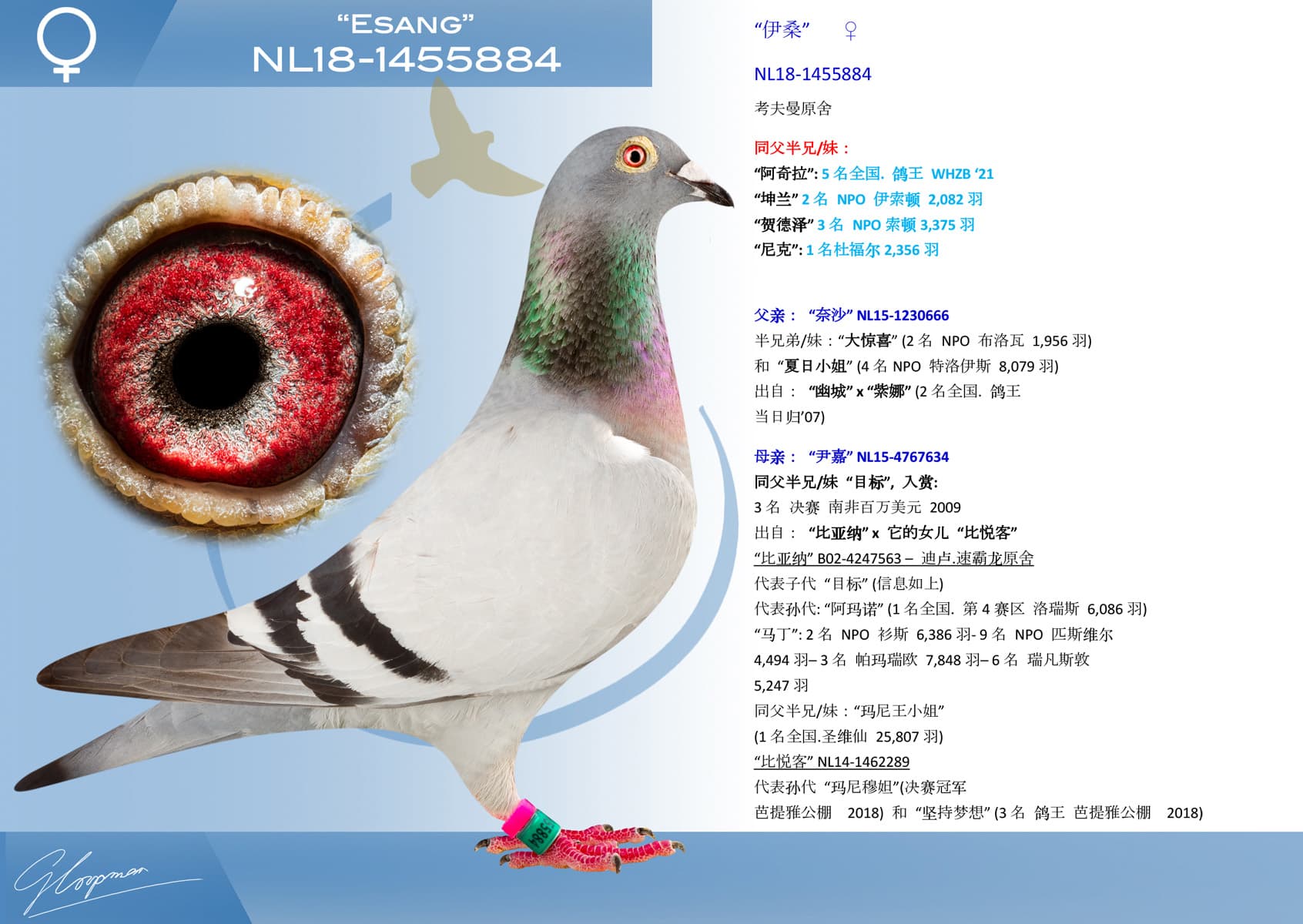 pigeon: undefined