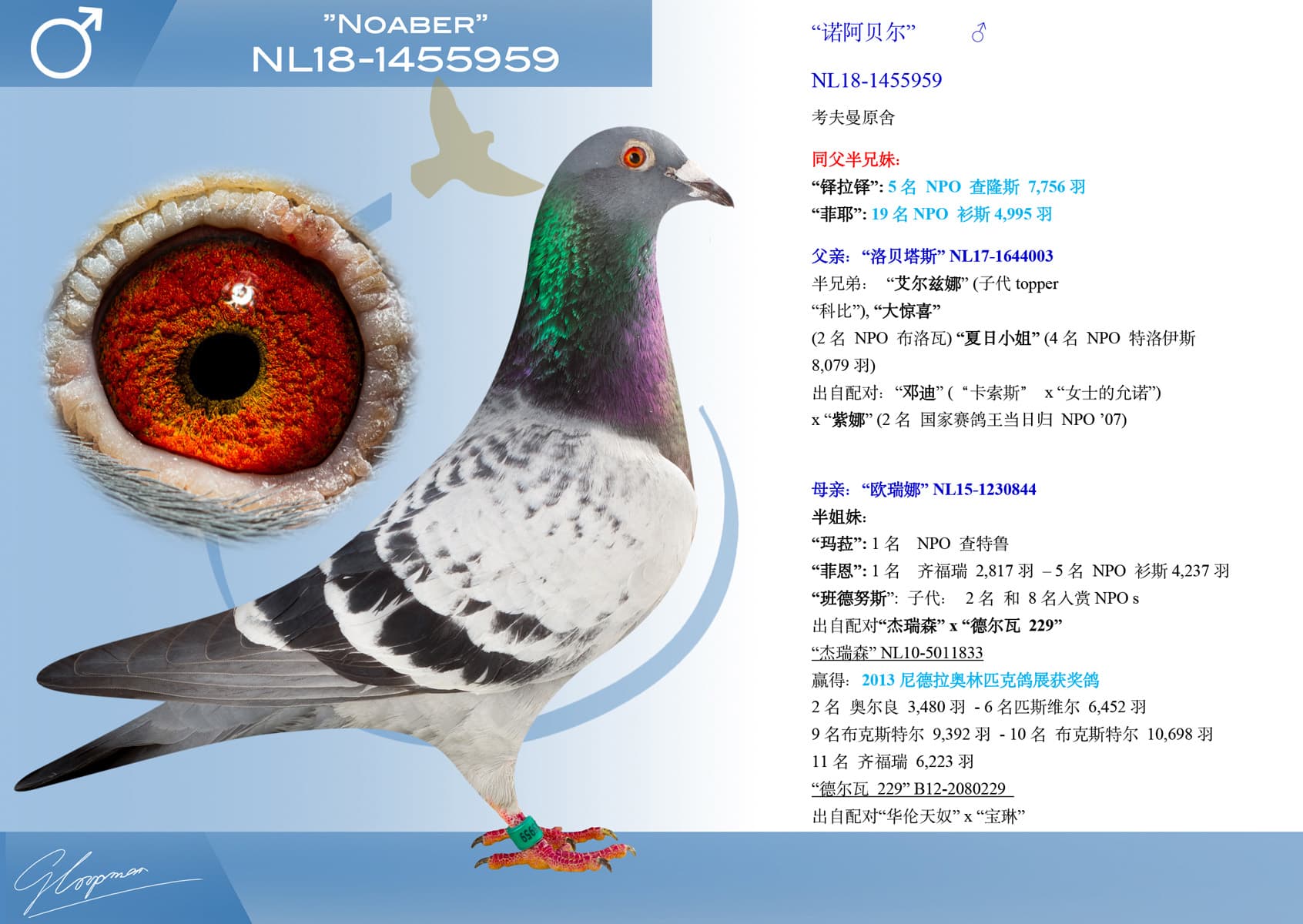 pigeon: undefined