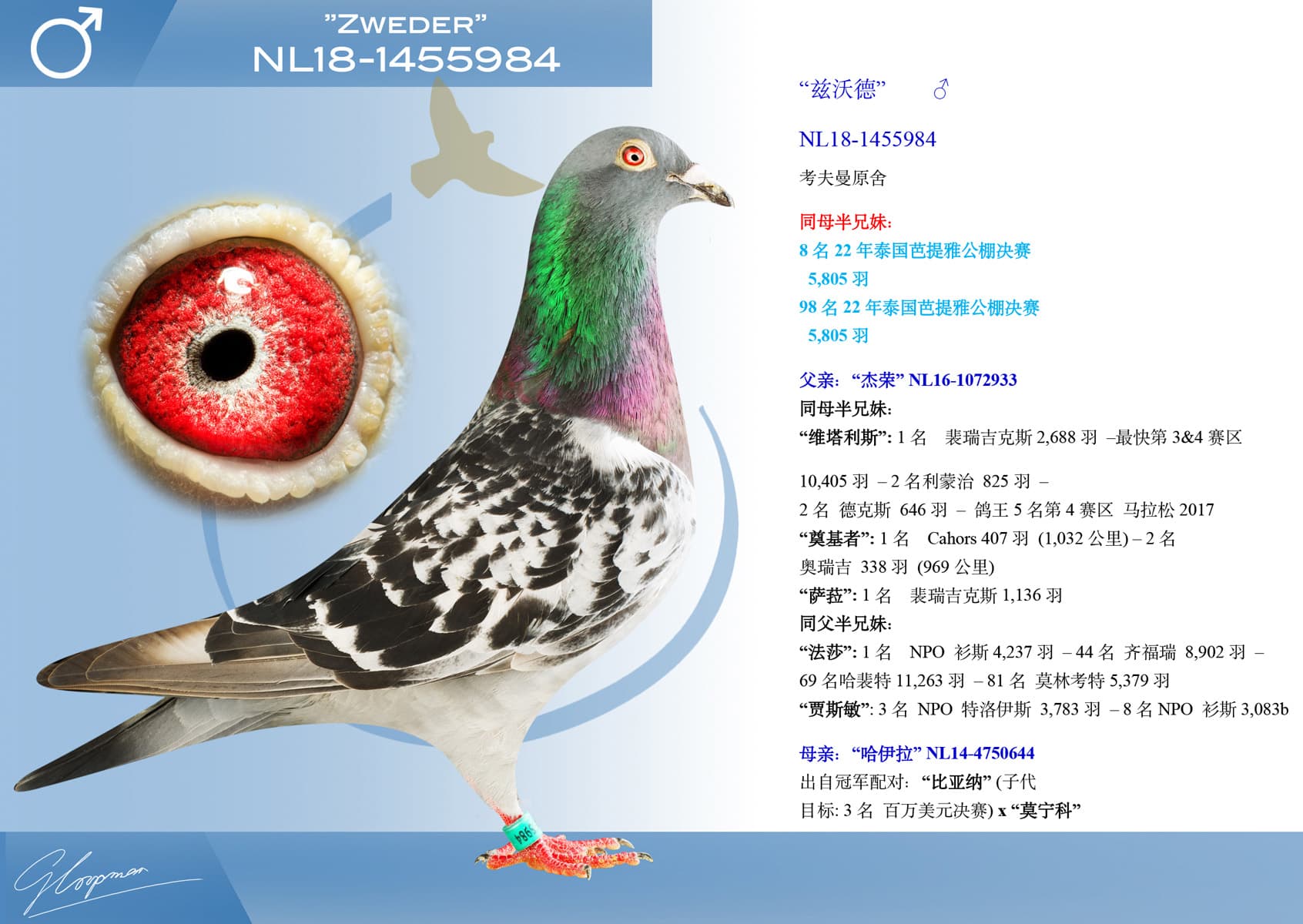 pigeon: undefined