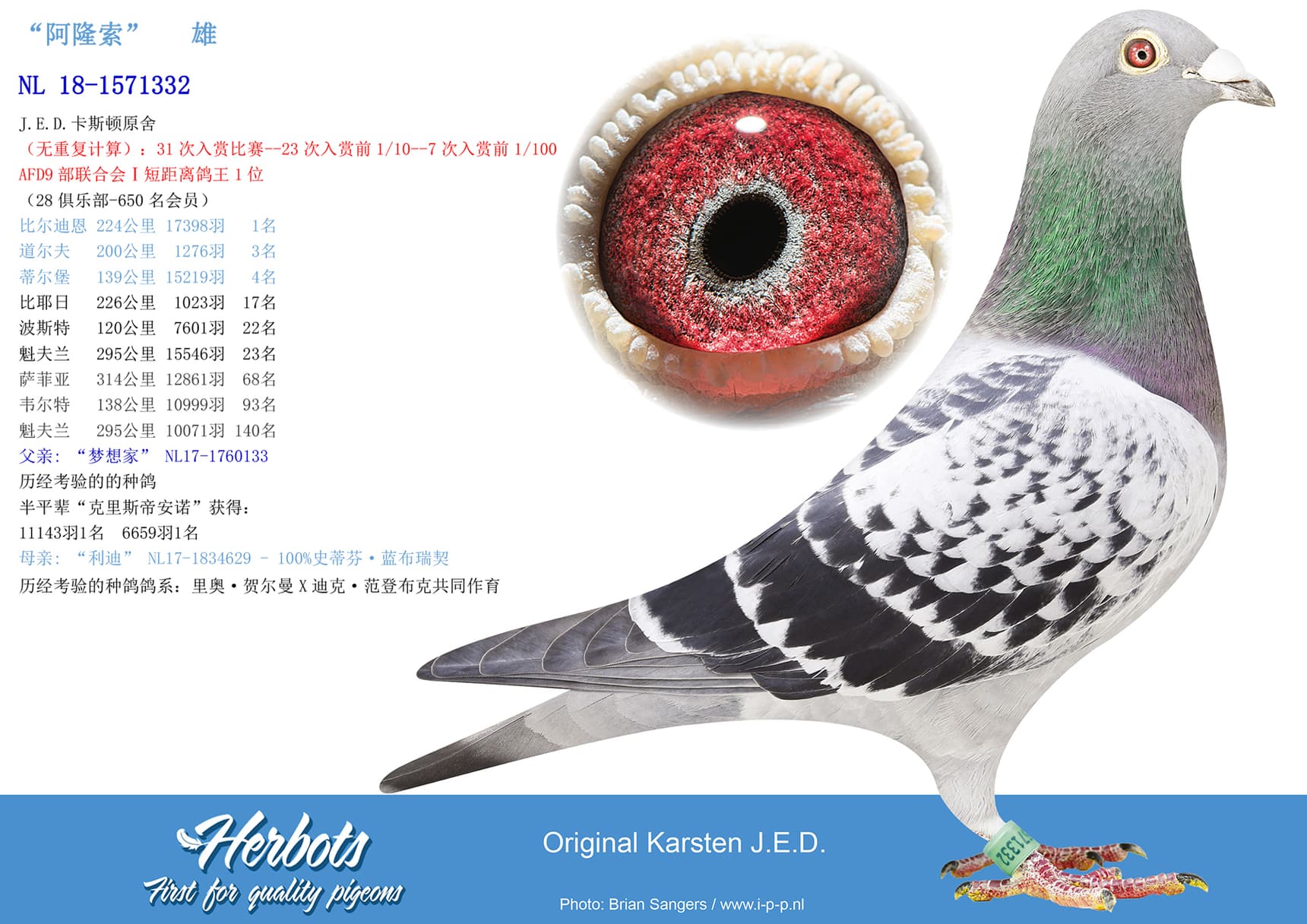 pigeon: undefined