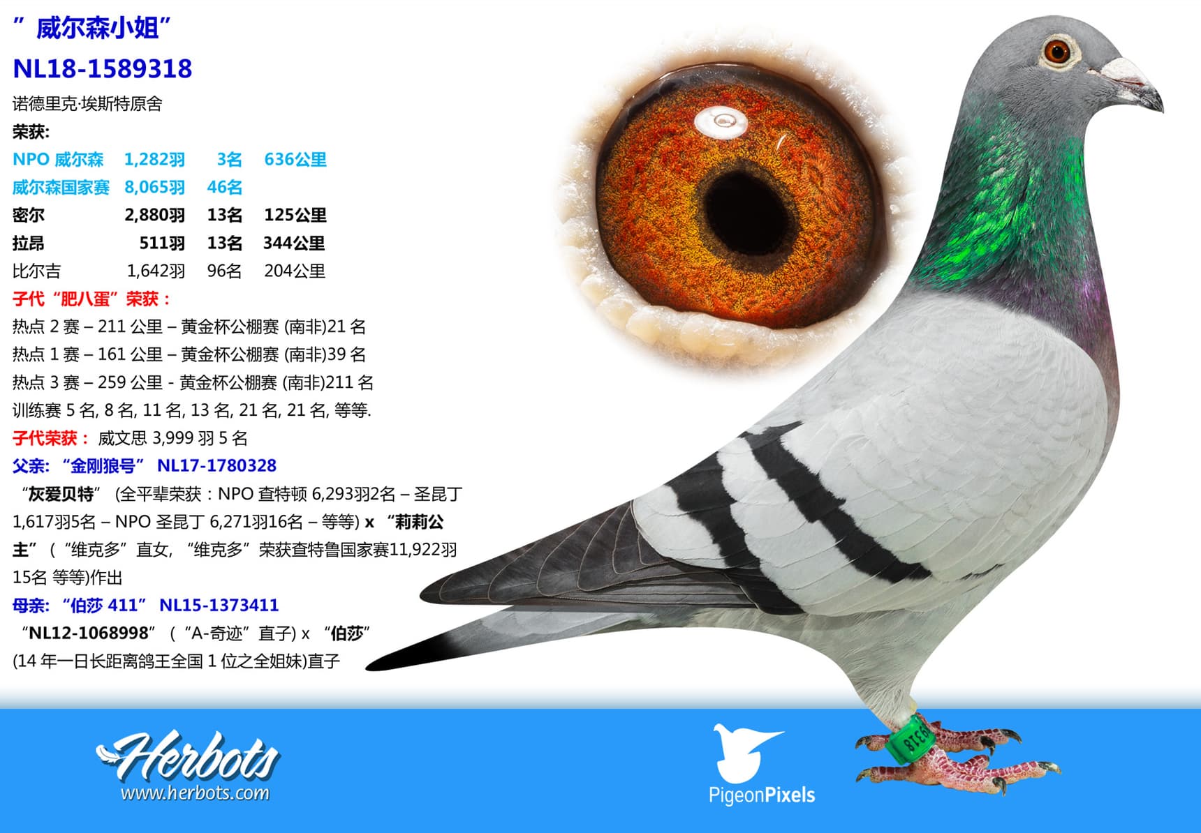 pigeon: undefined