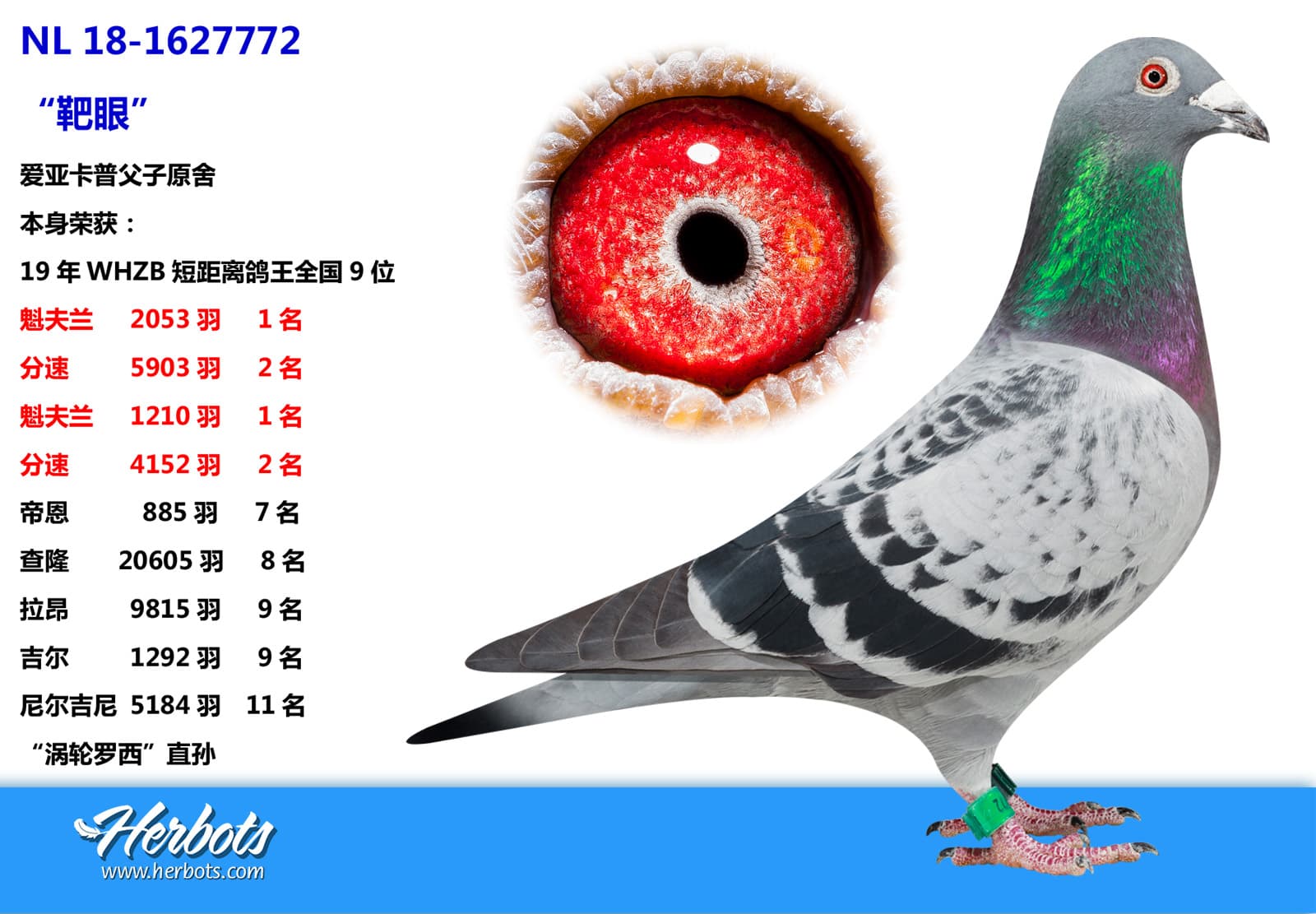 pigeon: “靶眼”