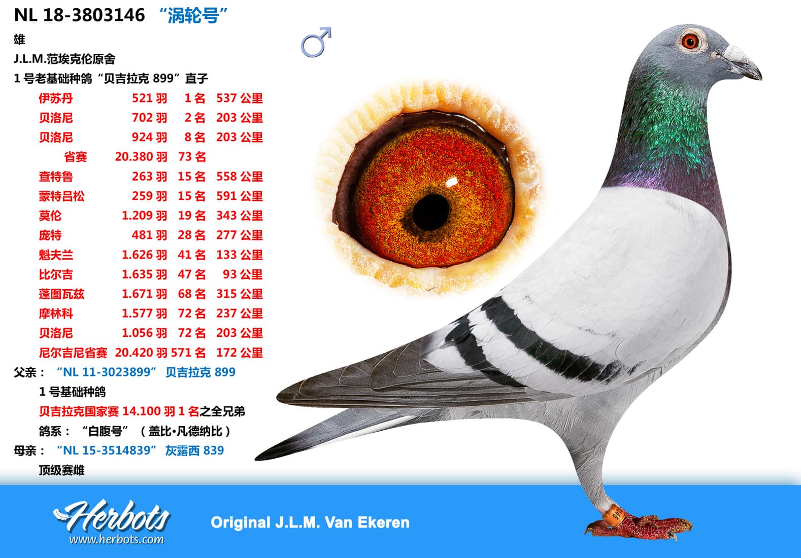 pigeon: “涡轮号”