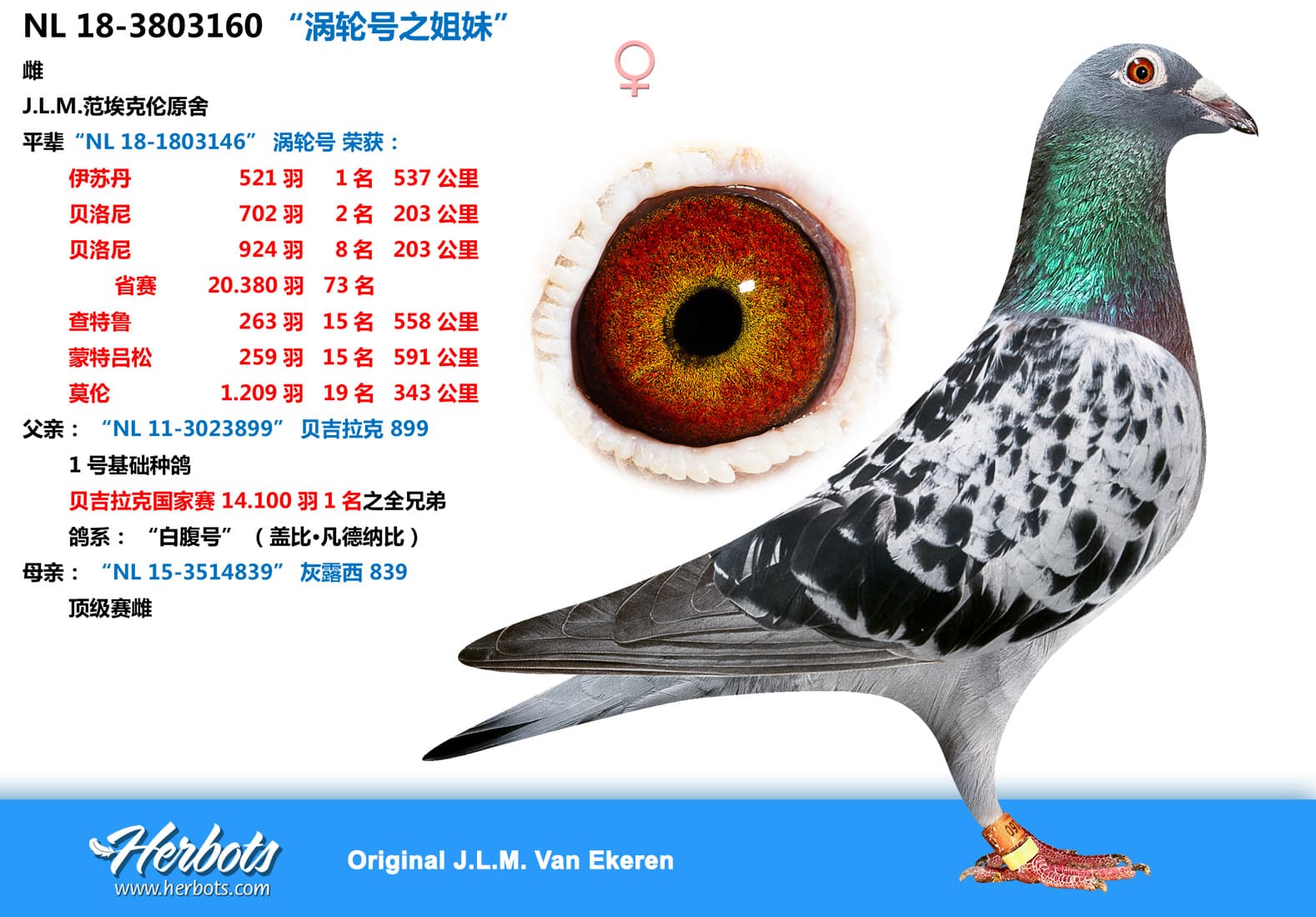 pigeon: “涡轮号之姐妹”