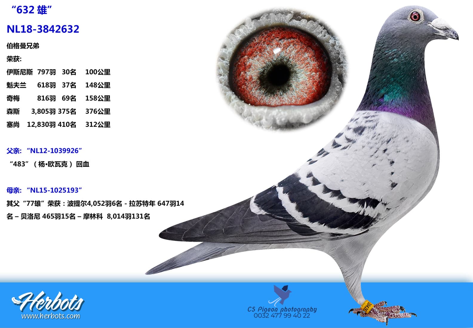 pigeon: “632雄”