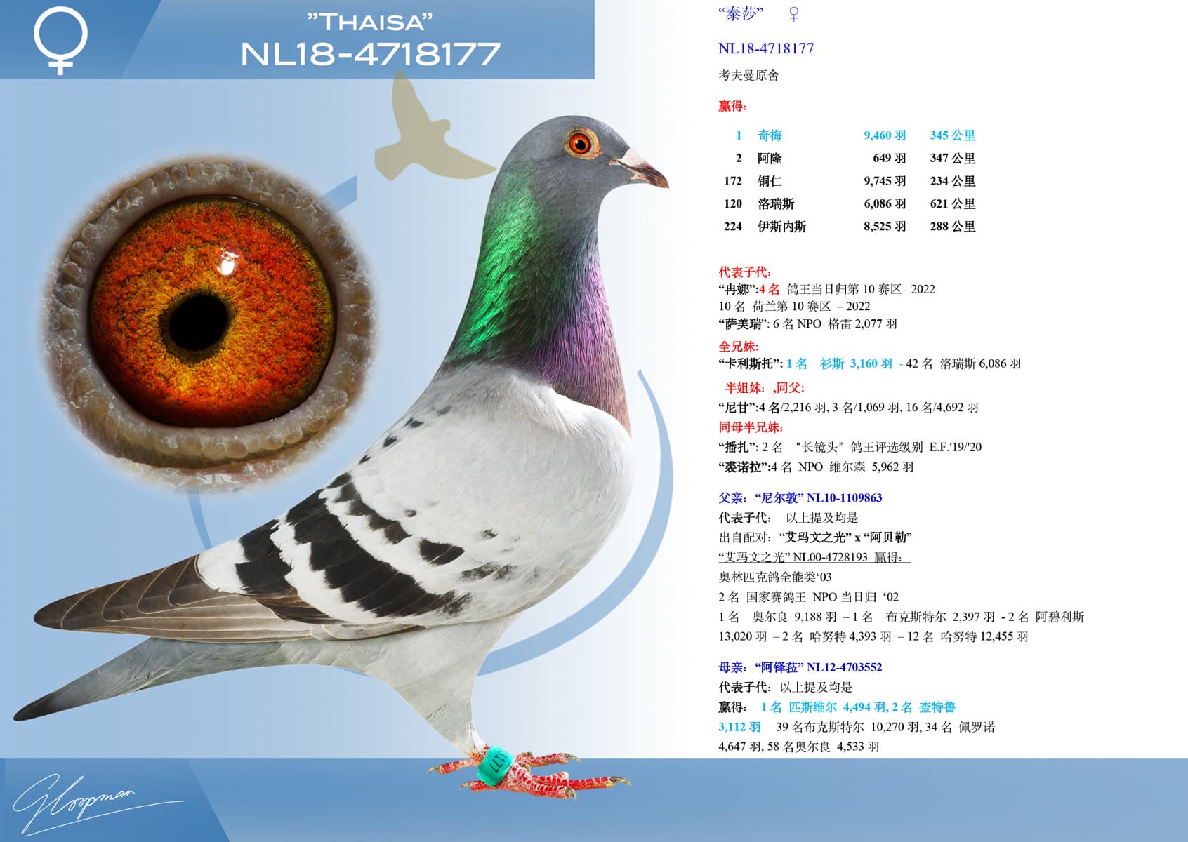 pigeon: “泰莎”