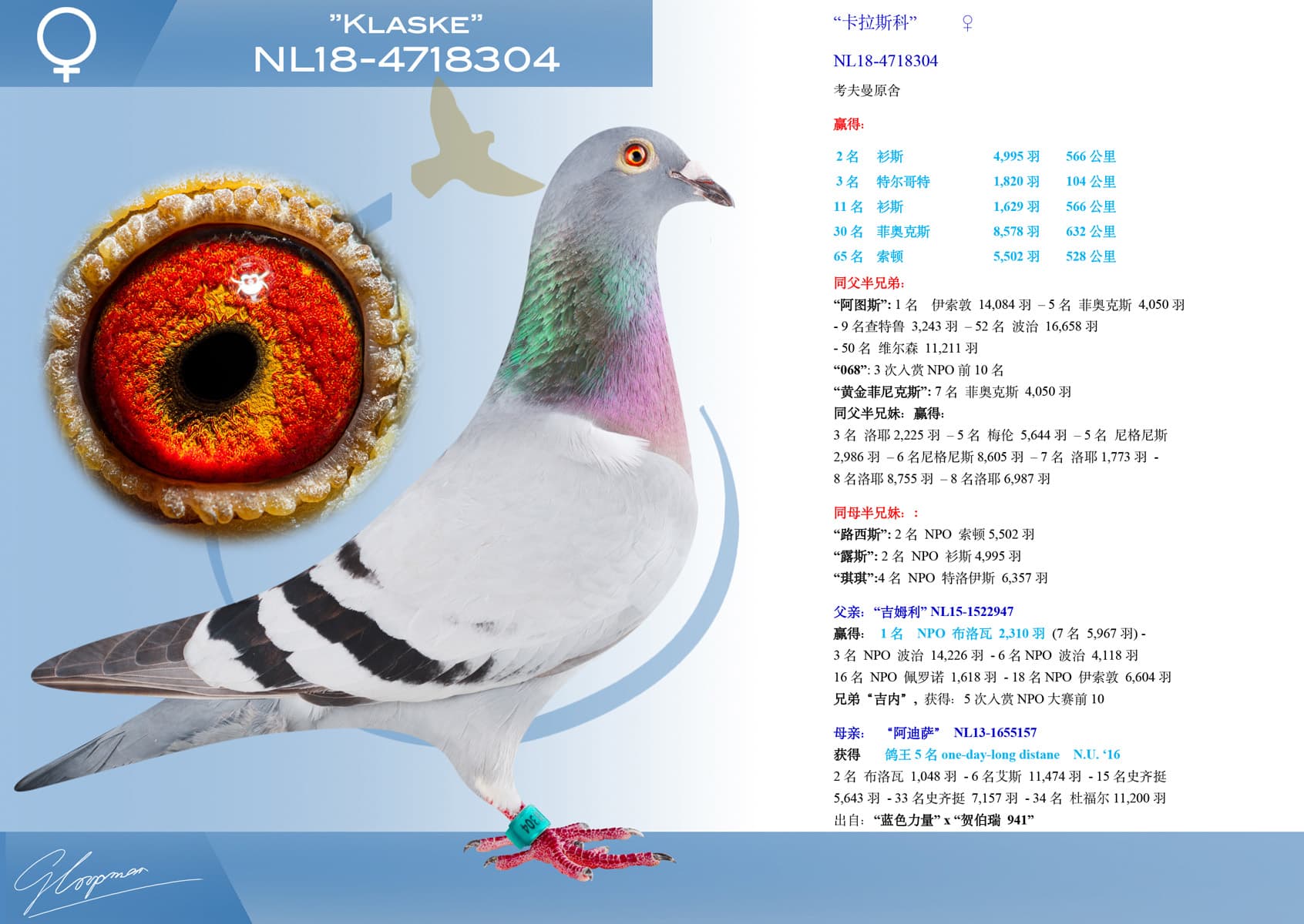 pigeon: “卡拉斯科”