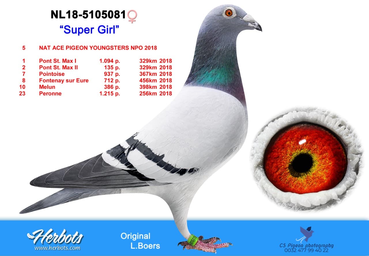 pigeon: undefined