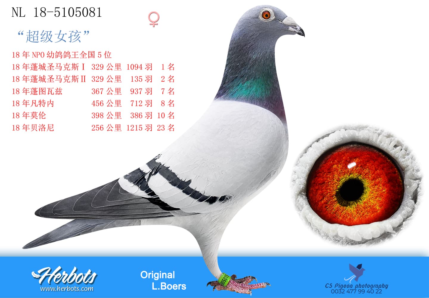 pigeon: undefined