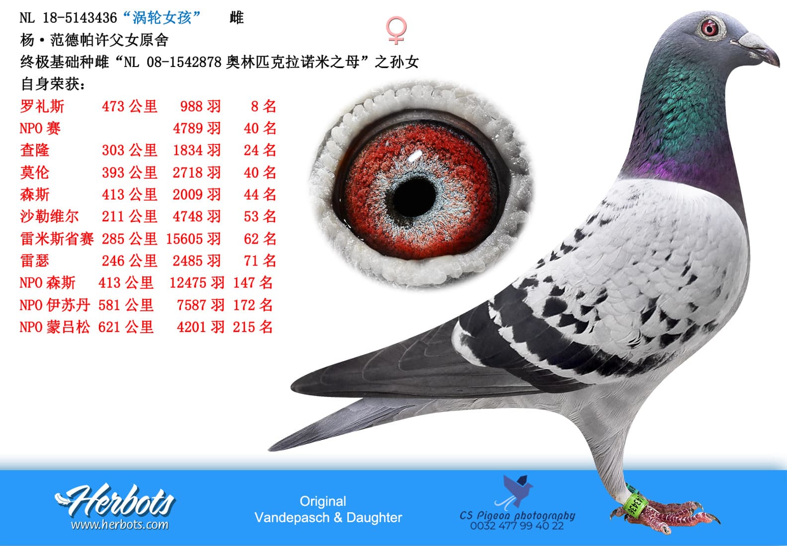 pigeon: undefined