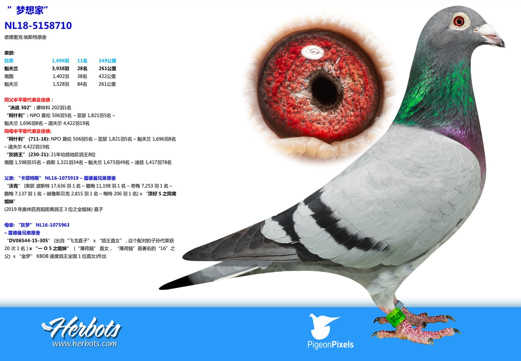 pigeon: undefined