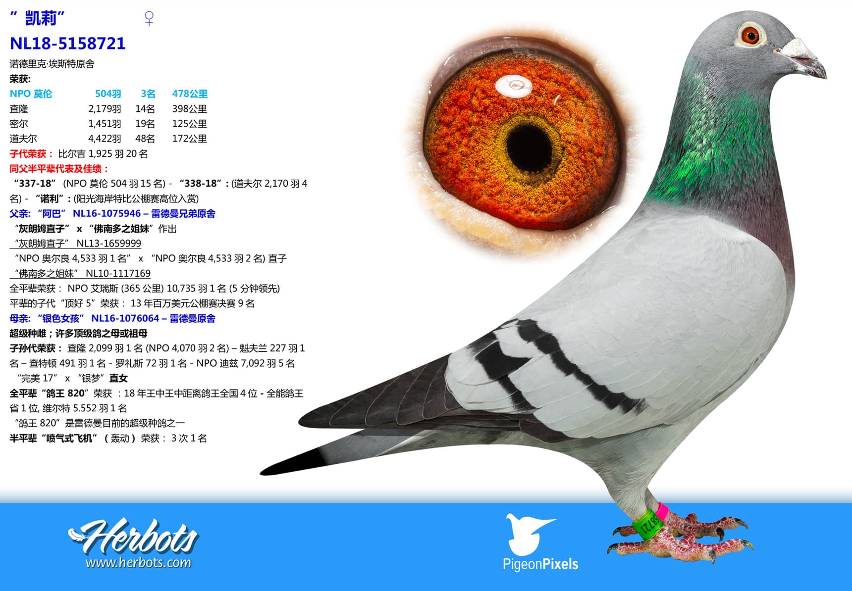 pigeon: undefined