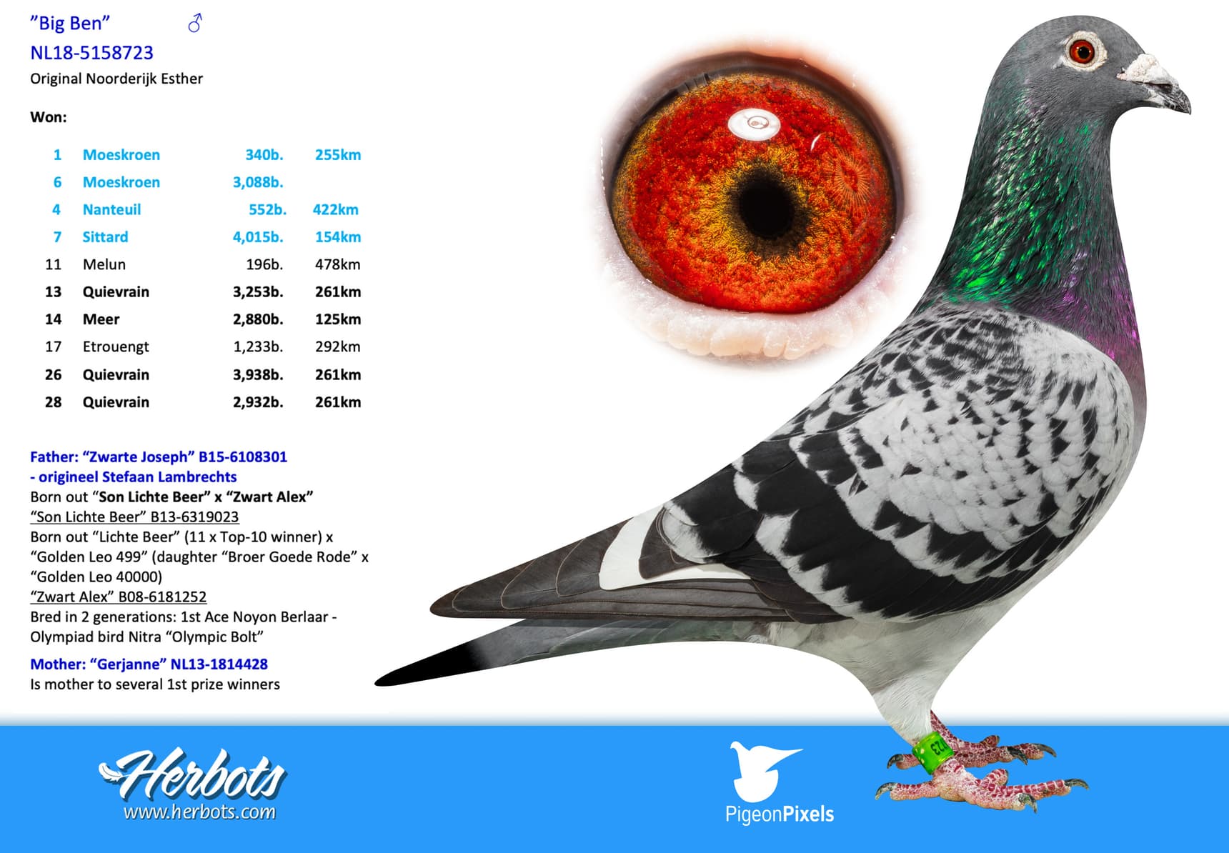 pigeon: undefined