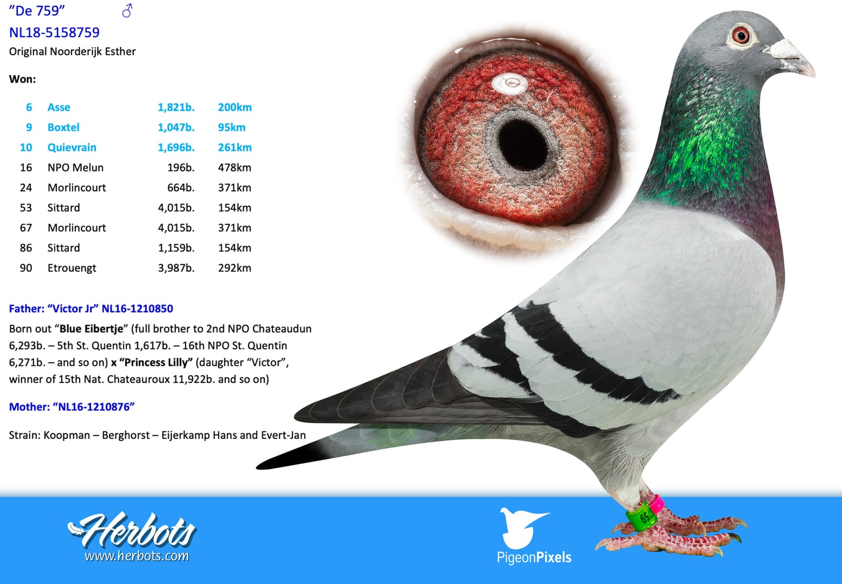 pigeon: undefined