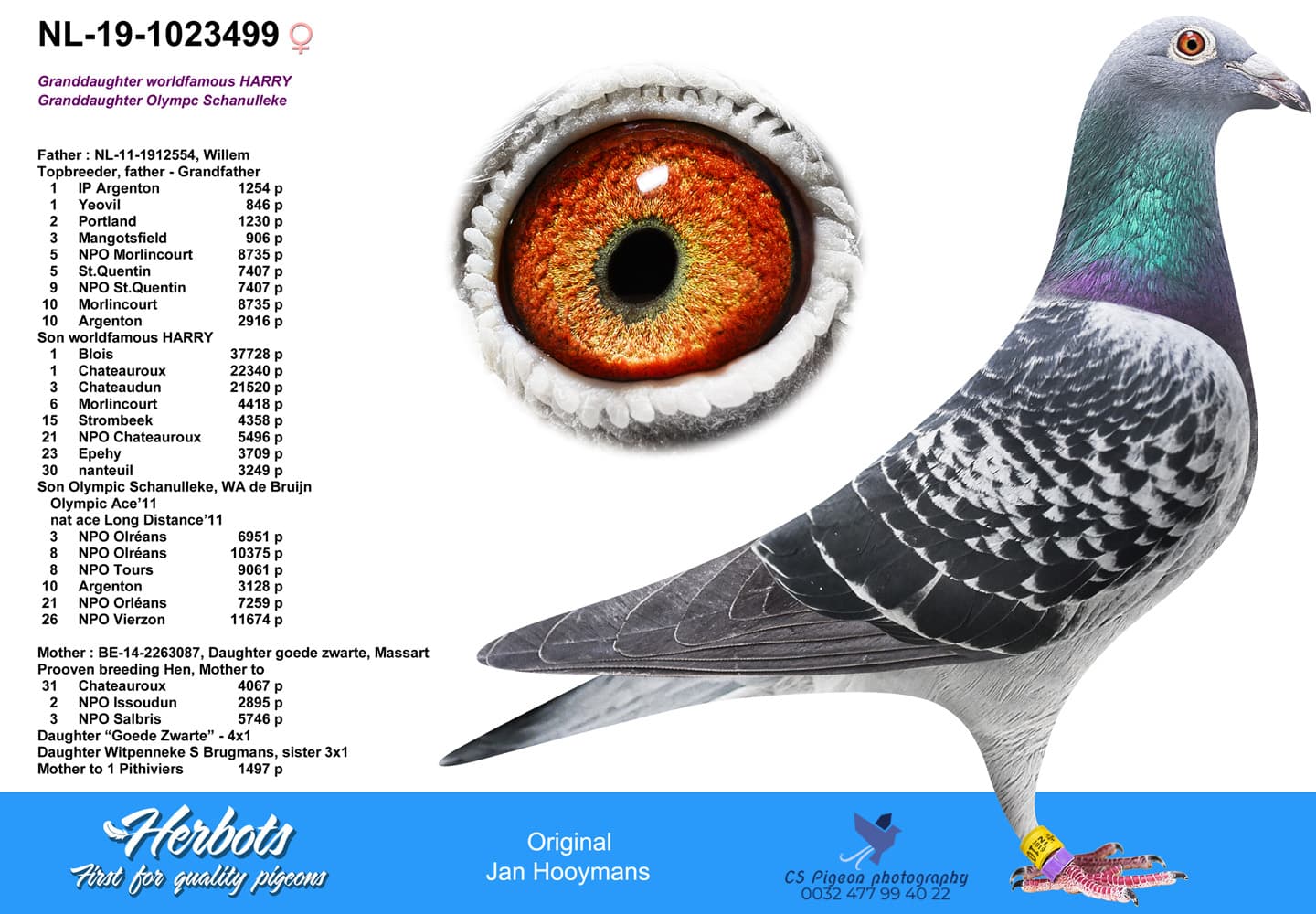 pigeon: undefined