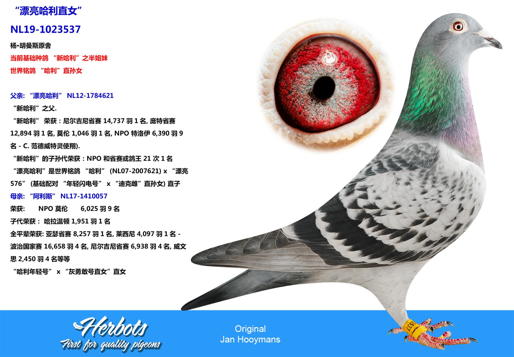 pigeon: undefined