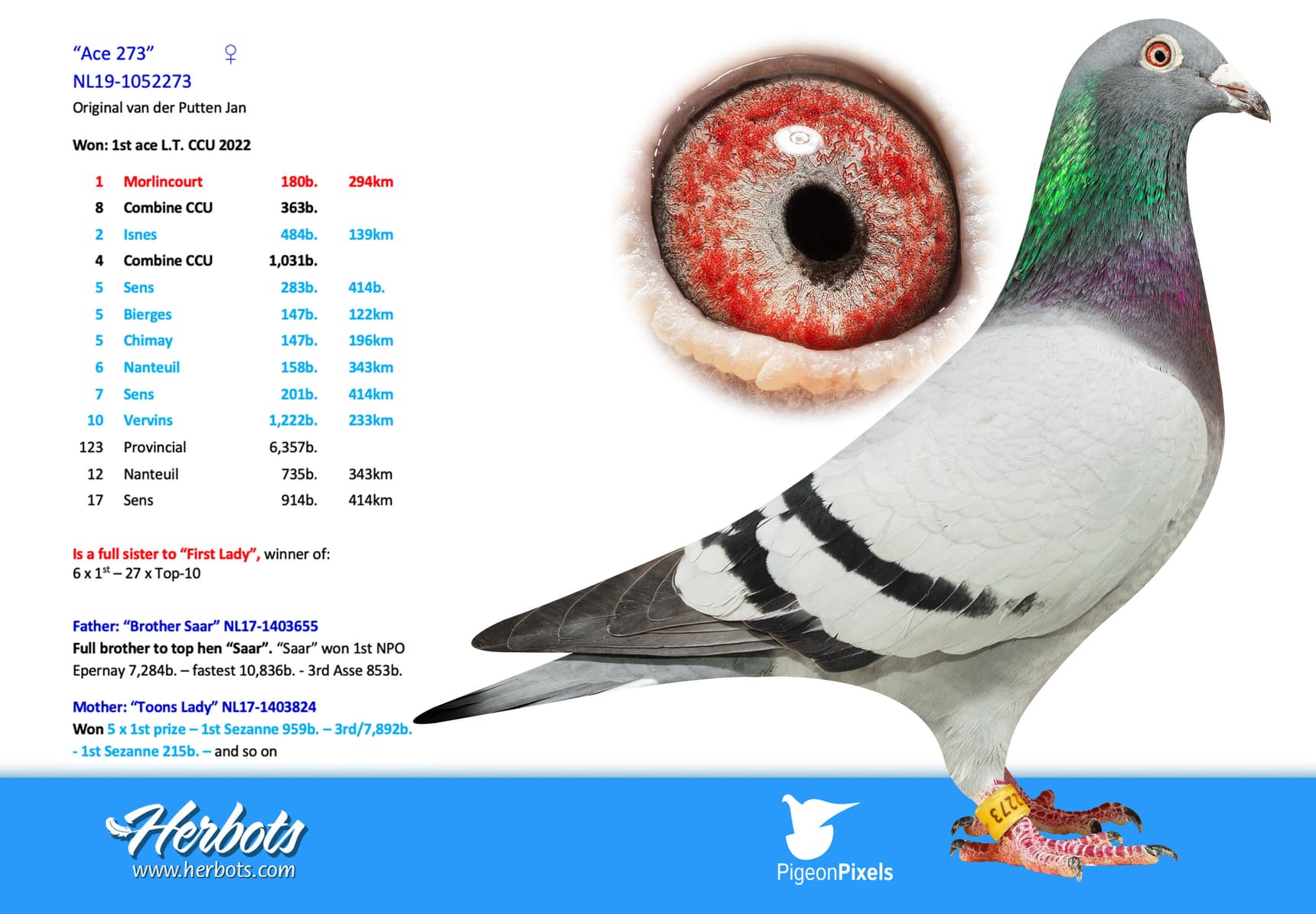 pigeon: undefined