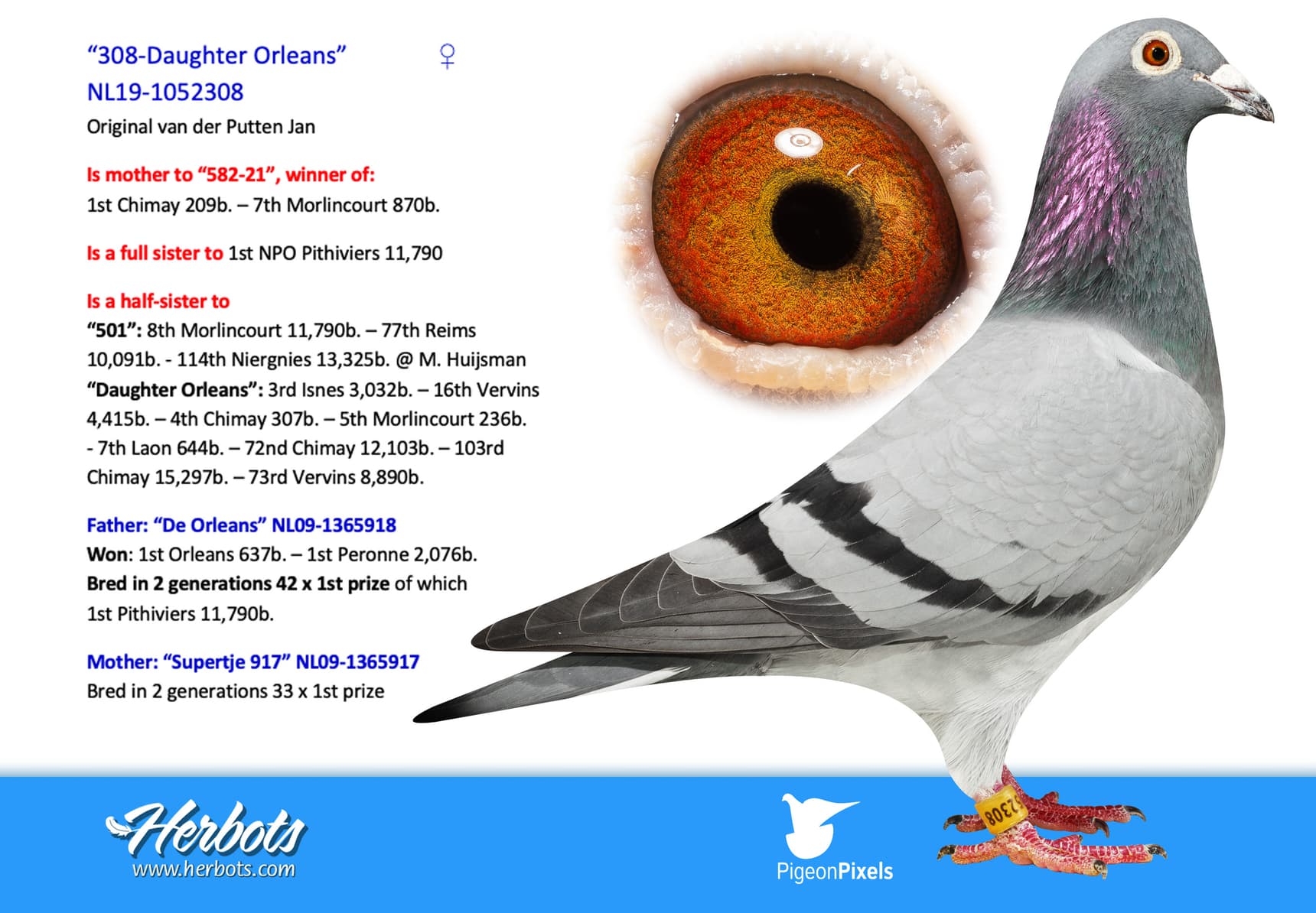 pigeon: undefined