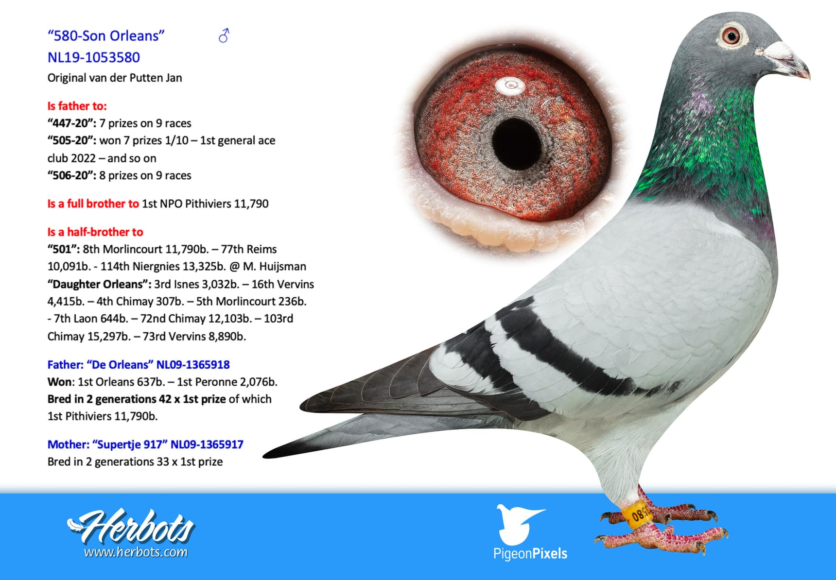 pigeon: undefined