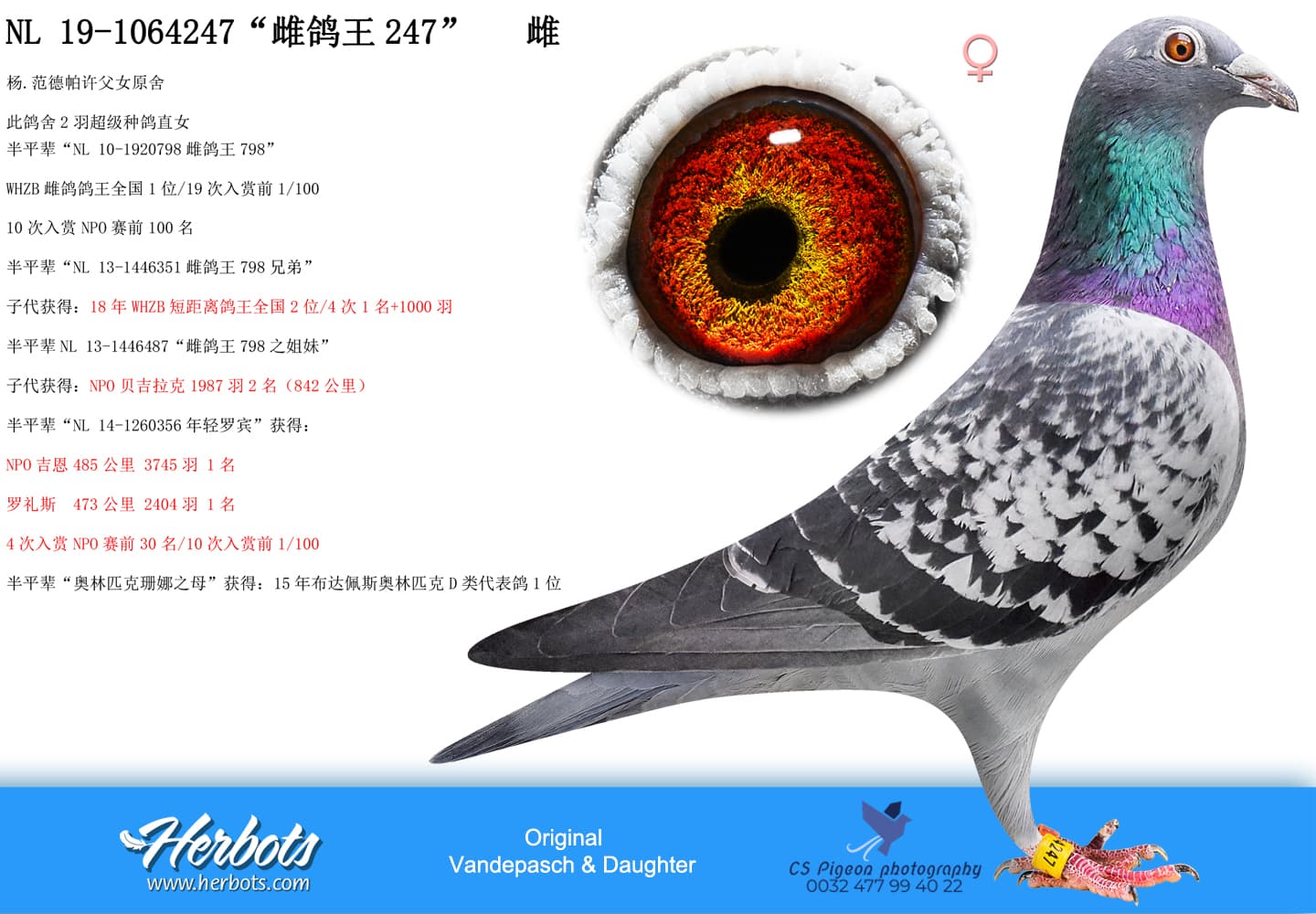 pigeon: “雌鸽王247”